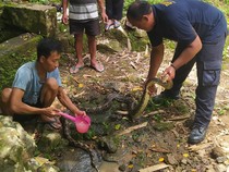 Detik-detik Alot Damkar Tangkap Sanca 3 Meter di Pengasih Kulon Progo