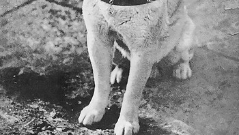 Hachiko, seekor anjing Akita yang berasal dari Jepang, dikenal karena kesetiaannya yang luar biasa kepada pemiliknya, Profesor Eizaburo Ueno. Setiap hari, Hachiko menemani Profesor Ueno ke Stasiun Shibuya, tempat ia bekerja. Pada tahun 1925, Profesor Ueno meninggal dunia karena stroke di tempat kerjanya. Namun, Hachiko terus menunggu Profesor Ueno di Stasiun Shibuya setiap hari selama sembilan tahun berikutnya. Hachiko akhirnya meninggal pada tahun 1935 karena penyakit filariasis. Kesetiaan Hachiko telah membuatnya menjadi simbol kesetiaan dan kesabaran di Jepang dan di seluruh dunia. Foto: Instagram Histroy Cool Kids