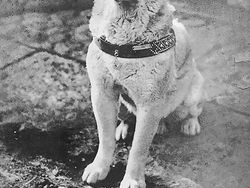 Ada Cerita Mencengangkan di Balik Foto Sejarah Ini