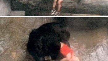 Pada tahun 1996, seekor gorila betina bernama Binti Jua menjadi pahlawan di Kebun Binatang Brookfield. Seorang anak laki-laki berusia 3 tahun jatuh ke dalam kandangnya setelah memanjat tembok, menyebabkan patah tangan dan luka-luka serius. Dengan naluri keibuannya, Binti mendekati anak itu dan dengan lembut menggendongnya, sambil membawa bayinya yang masih kecil di punggungnya. Binti kemudian menyerahkan anak itu kepada penjaga kebun binatang, memastikan keselamatannya. Foto: Instagram History Cool Kids