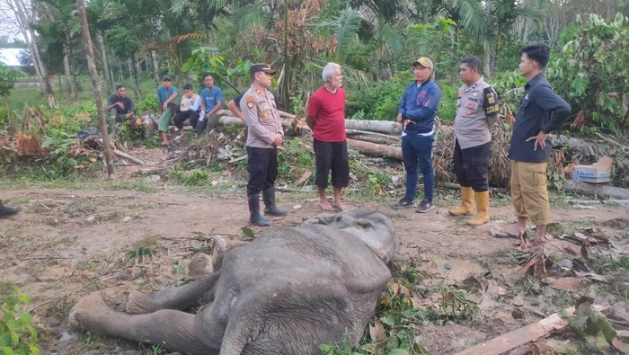 Gajah liar di Aceh Timur ditemukan mati usai sepekan diobati akibat menderita sakit dibagian mulut. (Foto: Istimewa).