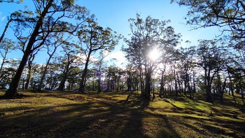 Hutan Bonsai Fatumnasi di Lereng Gunung Mutis, NTT. (Claudio Ribaodo/tangkapan layar Google Earth)