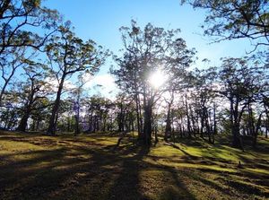 Hutan Bonsai Fatumnasi, Keunikan Alam di Lereng Gunung Mutis NTT