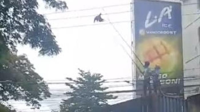 Pria di Makassar tersengat listrik saat menolong burung elang tersangkut di kabel.