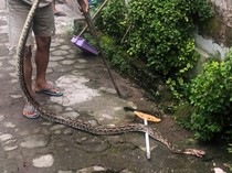 Ular Sanca 2 Meter Sempat Nyeberang Jalan Solo di Kalasan Sleman