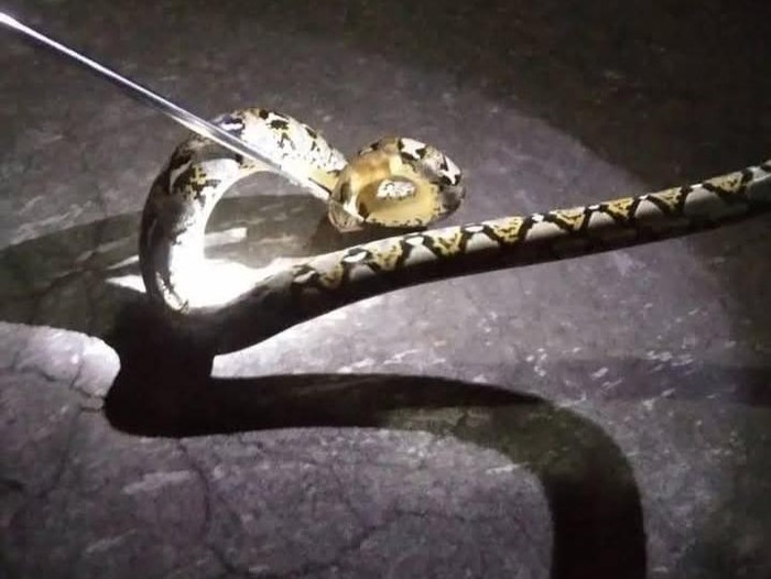 Ular piton dievakuasi relawan di Desa Beji, Kecamatan Pedan, Kabupaten Klaten, Sabtu (1/2/2025) dini hari.