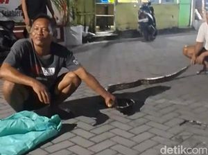 Mak Jegagik, Ular Sanca 3 Meter Ditemukan Warga Sleman Saat Ronda