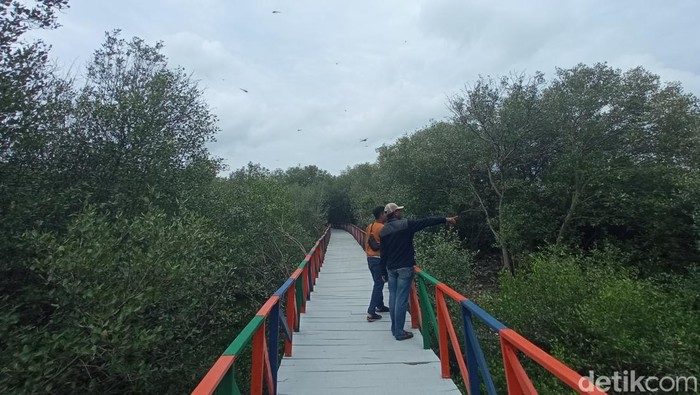 Wisata Mangrove di Cirebon