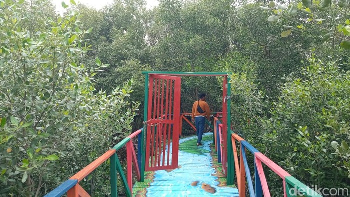 Wisata Mangrove di Cirebon Wisata Mangrove di Cirebon