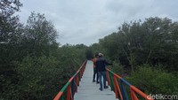 Untuk merasakan keindahan alam yang memikat, pengunjung bisa menjelajahi hutan mangrove di objek wisata Mangrove Dewi Bahari. Hutan mangrove itu bisa dibilang menjadi daya tarik utama di kawasan wisata ini.