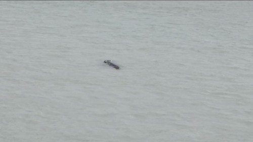 Buaya yang menerkam korban muncul di permukaan di Perairan Pangkalbalam, Pangkalpinang