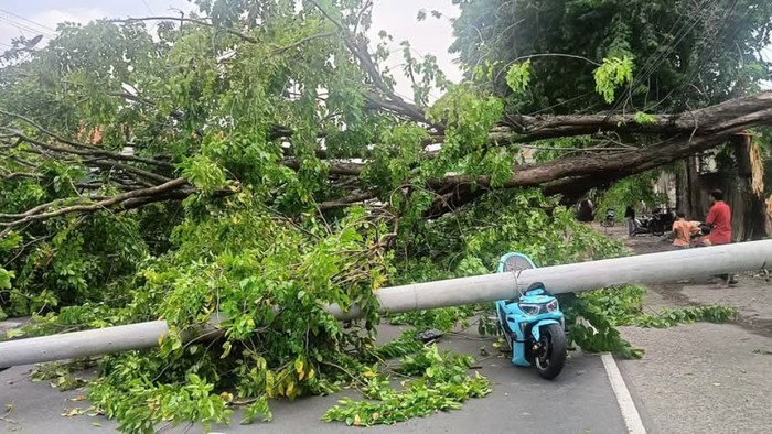 Pohon tumbang Pasuruan