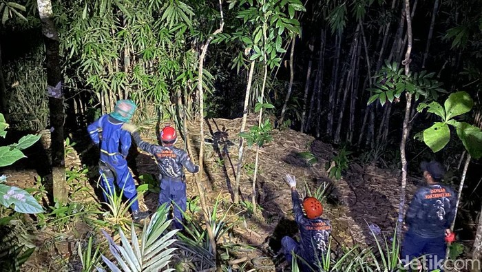 Proses evakuasi sarang tawon Vespa di Desa Merden, Kecamatan Purwanegara, Banjarnegara oleh petugas Damkar, Minggu (2/2/2025).