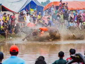 Mengenal Tradisi Madura, Karapan Sapi Hingga Carok