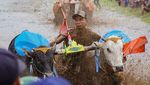 Serunya Lomba Karapan Sapi Brujul di Probolinggo