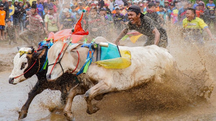Serunya Lomba Karapan Sapi Brujul di Probolinggo Dua peserta beradu cepat memacu sapi pada lomba karapan sapi brujul di Probolinggo, Jawa Timur, Minggu (2/2/2025). Tradisi karapan sapi brujul yang sudah ada sejak tahun 1950-an dan telah ditetapkan sebagai warisan budaya tak benda oleh Kemendikbud tersebut diikuti 30 peserta sebagai upaya melestarikan tradisi dan budaya di wilayah itu. ANTARA FOTO/Irfan Sumanjaya/nz