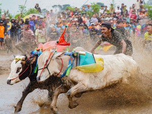 Duh, Festival Karapan Sapi Ternoda Kericuhan