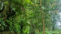 Jalan menuju Kawah Domas yang licin dan becek.