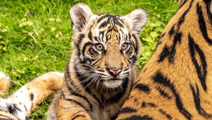 Bakso, anak harimau sumatra di Disneys Animal Kingdom