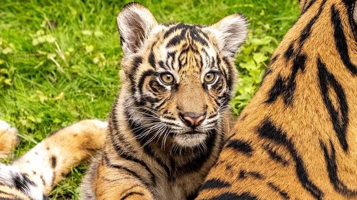 Bakso, anak harimau sumatra di Disneys Animal Kingdom
