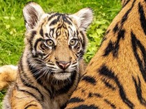 Bakso, Anak Harimau Sumatera Debut di Disney!