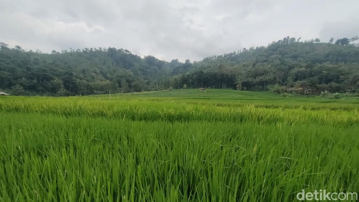 Bonjopi yang jadi lumbung padi di Cianjur.