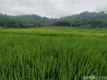 Mengenal Bonjopi si Lumbung Padi