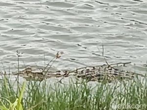 Video: Ada Buaya di Tambak Bandeng, Agus di Sidoarjo Terancam Gagal Panen