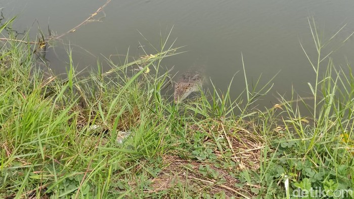 Buaya dalam tambak bandeng milik warga di Sidoarjo.