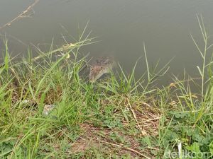 Bingungnya Agus Usir Buaya Muara dari Tambak Bandengnya yang Siap Panen