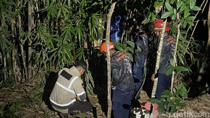 Proses evakuasi sarang tawon vespa di Desa Merden, Kecamatan Purwanegara, Banjarnegara oleh petugas Damkar.