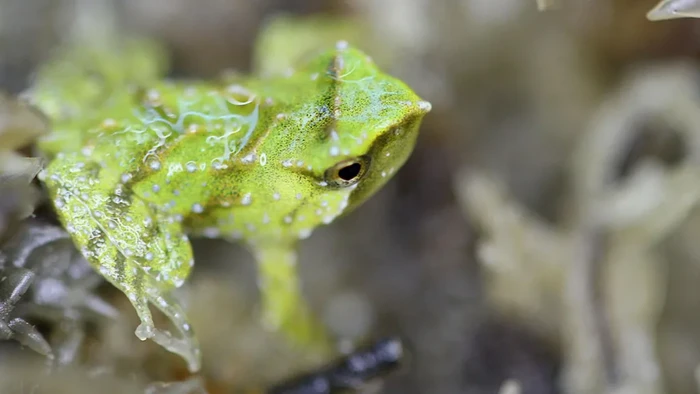 Katak Darwin