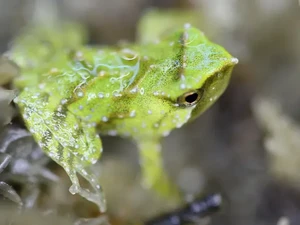 Perjuangan! Katak Langka Diterbangkan dari Chile-Inggris untuk Hasilkan Berudu