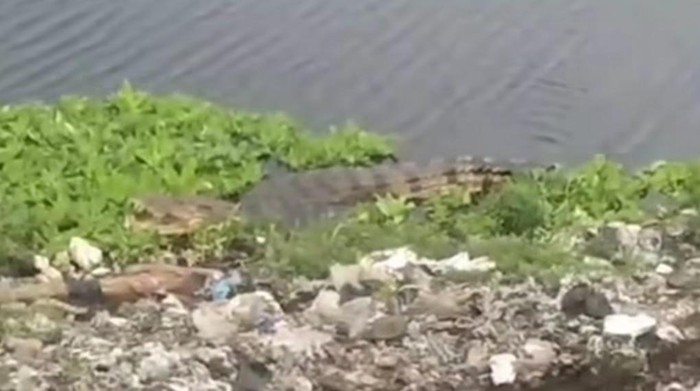 Kemunculan buaya di belakang TPA Antang Makassar.
