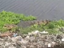 Teror Buaya di Rawa TPA Antang-Sungai Tamangapa Makassar