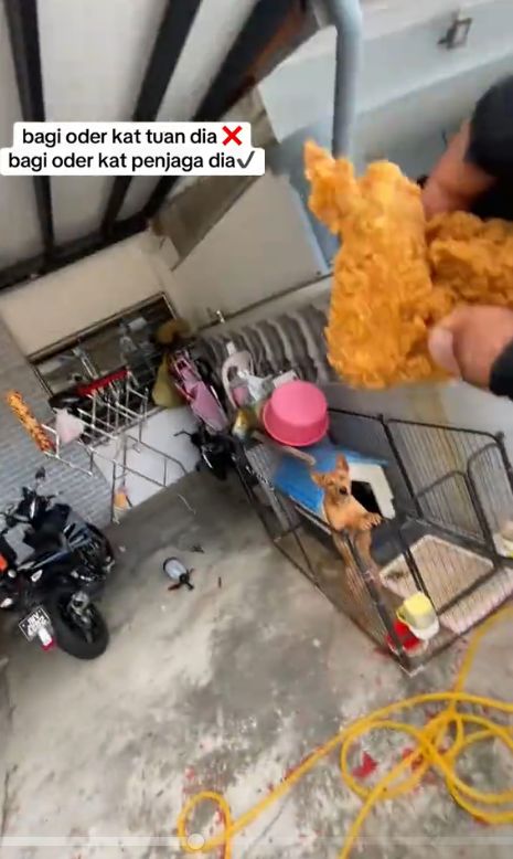 kurir makanan dapat pesanan ayam goreng untuk anjing peliharaan