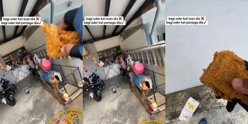 kurir makanan dapat pesanan ayam goreng untuk anjing peliharaan