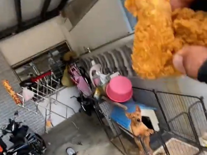 kurir makanan dapat pesanan ayam goreng untuk anjing peliharaan