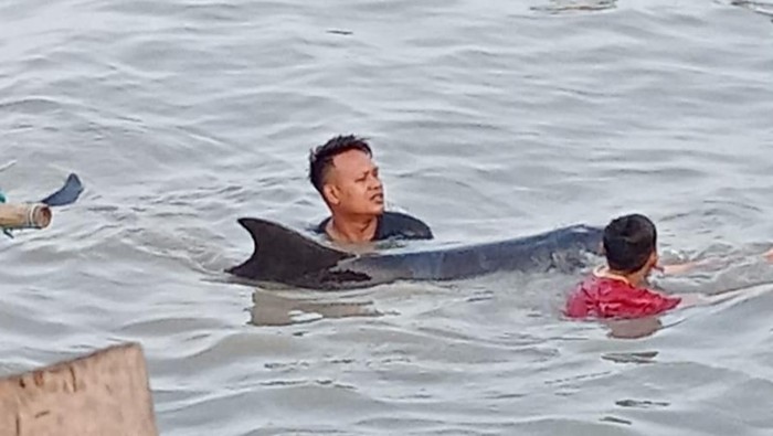 Lumba-lumba hidup terdampar di Pantai Kenjeran Surabaya
