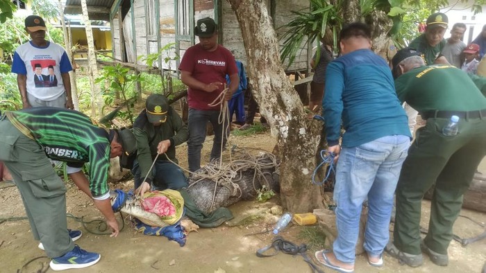 Warga di Kabupaten Muna Barat (Mubar), Sulawesi Tenggara (Sultra), ramai-ramai menangkap seekor buaya berukuran 3,5 meter usai muncul di bibir pantai.