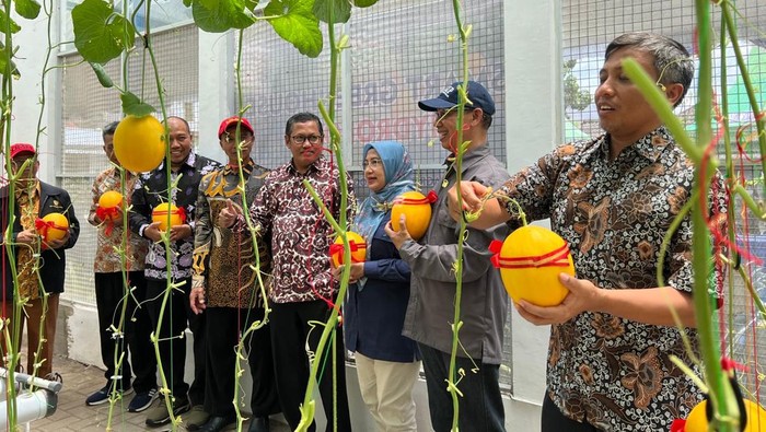 Panen melon berteknologi smart farming di UMM