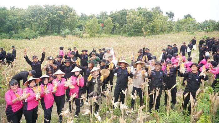 Panen Raya Jagung di lahan milik Sat Brimob Jateng di Sragen, Jateng.