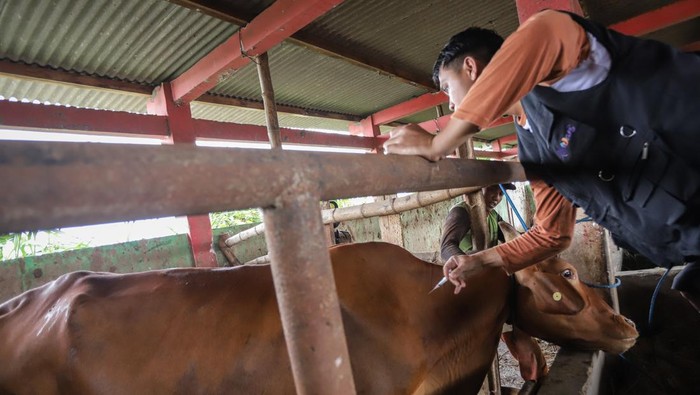 Petugas dari Dinas Peternakan dan Kesehatan Hewan (Disnakeswan) Lamongan menyuntikkan vaksin penyakit mulut dan kuku (PMK) pada sapi milik peternak di Lamongan, Jawa Timur, Senin (3/2/2025). Pemprov Jawa Timur menetapkan status keadaan darurat bencana nonalam di seluruh wilayah Jatim akibat tingginya penyebaran kasus PMK, dari data Dinas Peternakan setempat per 30 Januari 2025, jumlah total kasus mencapai 18.721 ekor dengan sembuh sebanyak 6.616 ekor, mati 984 ekor, dan kasus aktif 10.670 ekor.  ANTARA FOTO/Rizal Hanafi