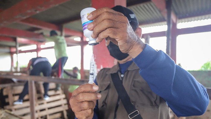 Petugas dari Dinas Peternakan dan Kesehatan Hewan (Disnakeswan) Lamongan menyuntikkan vaksin penyakit mulut dan kuku (PMK) pada sapi milik peternak di Lamongan, Jawa Timur, Senin (3/2/2025). Pemprov Jawa Timur menetapkan status keadaan darurat bencana nonalam di seluruh wilayah Jatim akibat tingginya penyebaran kasus PMK, dari data Dinas Peternakan setempat per 30 Januari 2025, jumlah total kasus mencapai 18.721 ekor dengan sembuh sebanyak 6.616 ekor, mati 984 ekor, dan kasus aktif 10.670 ekor.  ANTARA FOTO/Rizal Hanafi