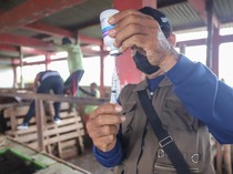 Pemprov Jatim Tetapkan Status Darurat PMK