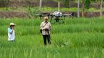 Petani Semprot Sawah Pakai Drone untuk Kurangi Biaya Operasional