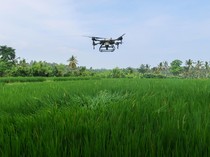 Petani Semprot Sawah Pakai Drone untuk Kurangi Biaya Operasional