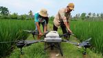 Petani Semprot Sawah Pakai Drone untuk Kurangi Biaya Operasional