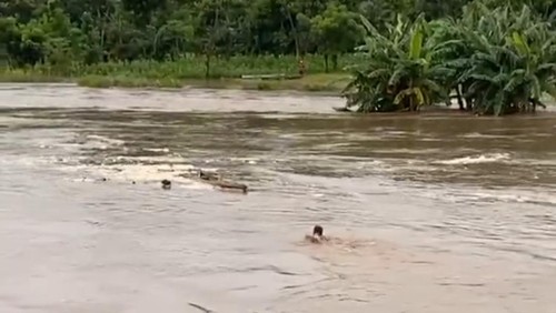 Aksi Rinaldy Hendrik Yusup Yiwa nekat menerobos banjir Sungai Kambaniru untuk menyelamatkan sampan. (Istimewa).