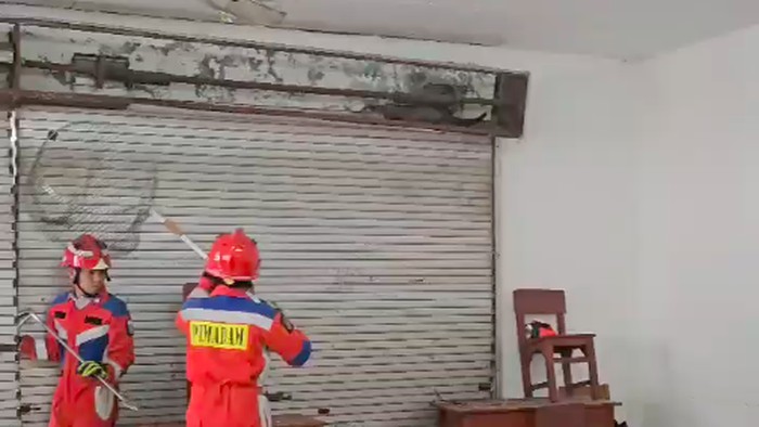 Ruang kelas di SMA di Pulogadung, Jakarta Timur dihebohkan kemunculan dua ekor musang. Ruang kelas pun sempat dikosongkan selama proses evakuasi. (dok Damkar Jaktim)